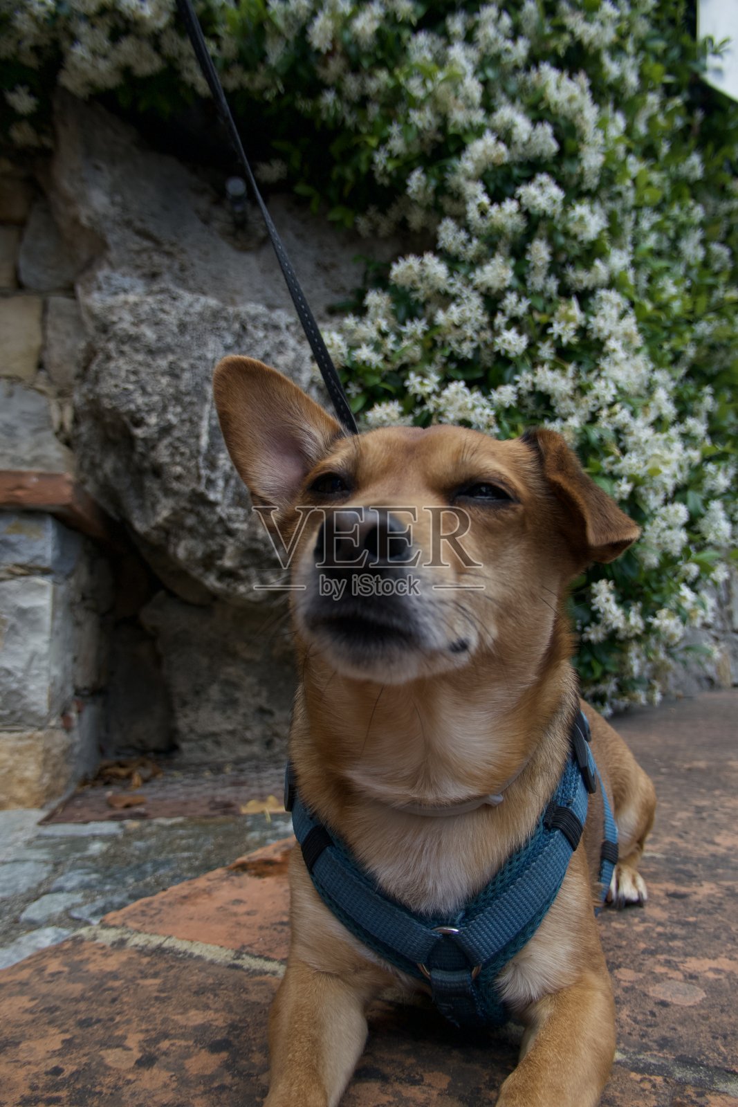 狗狗在蒙托鲁玩耍照片摄影图片