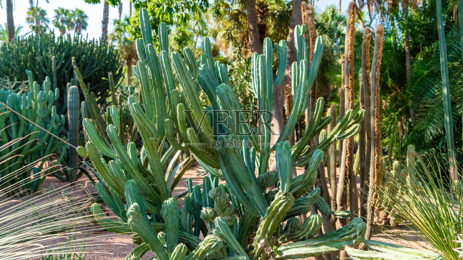 摩洛哥仙人掌花园里的大仙人掌照片摄影图片