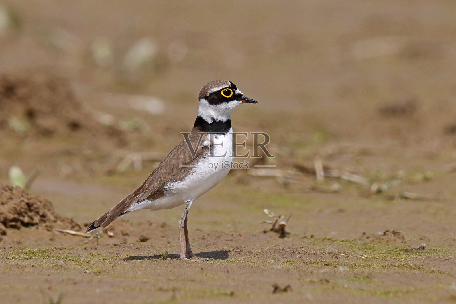小斑鸠-小环鸻(Charadrius dubius)。照片摄影图片