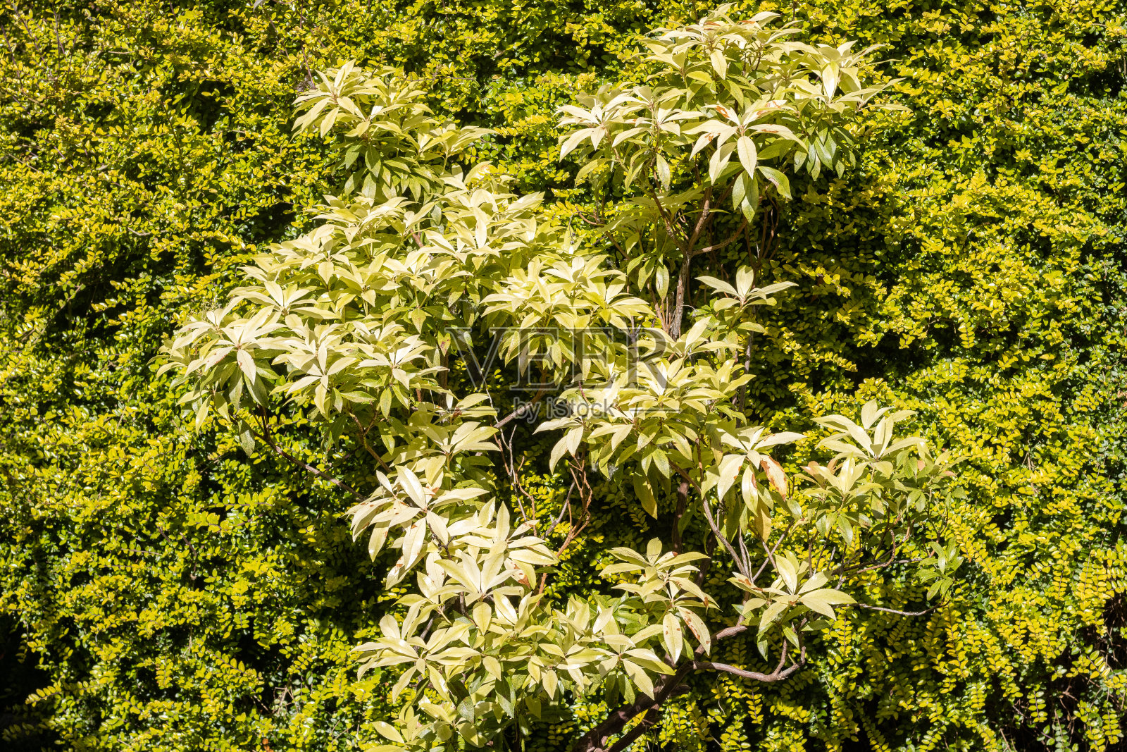 在威尔士卡迪夫的布特公园，Pieris Forresti照片摄影图片