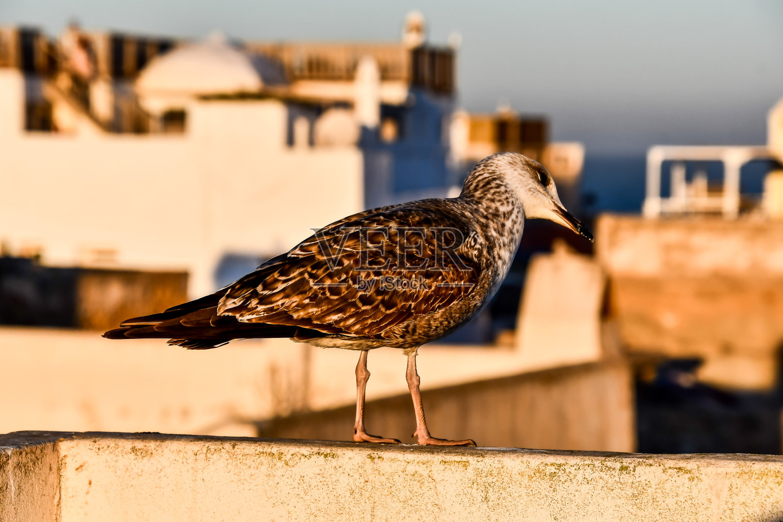 鸟在围栏上，照片作为背景照片摄影图片