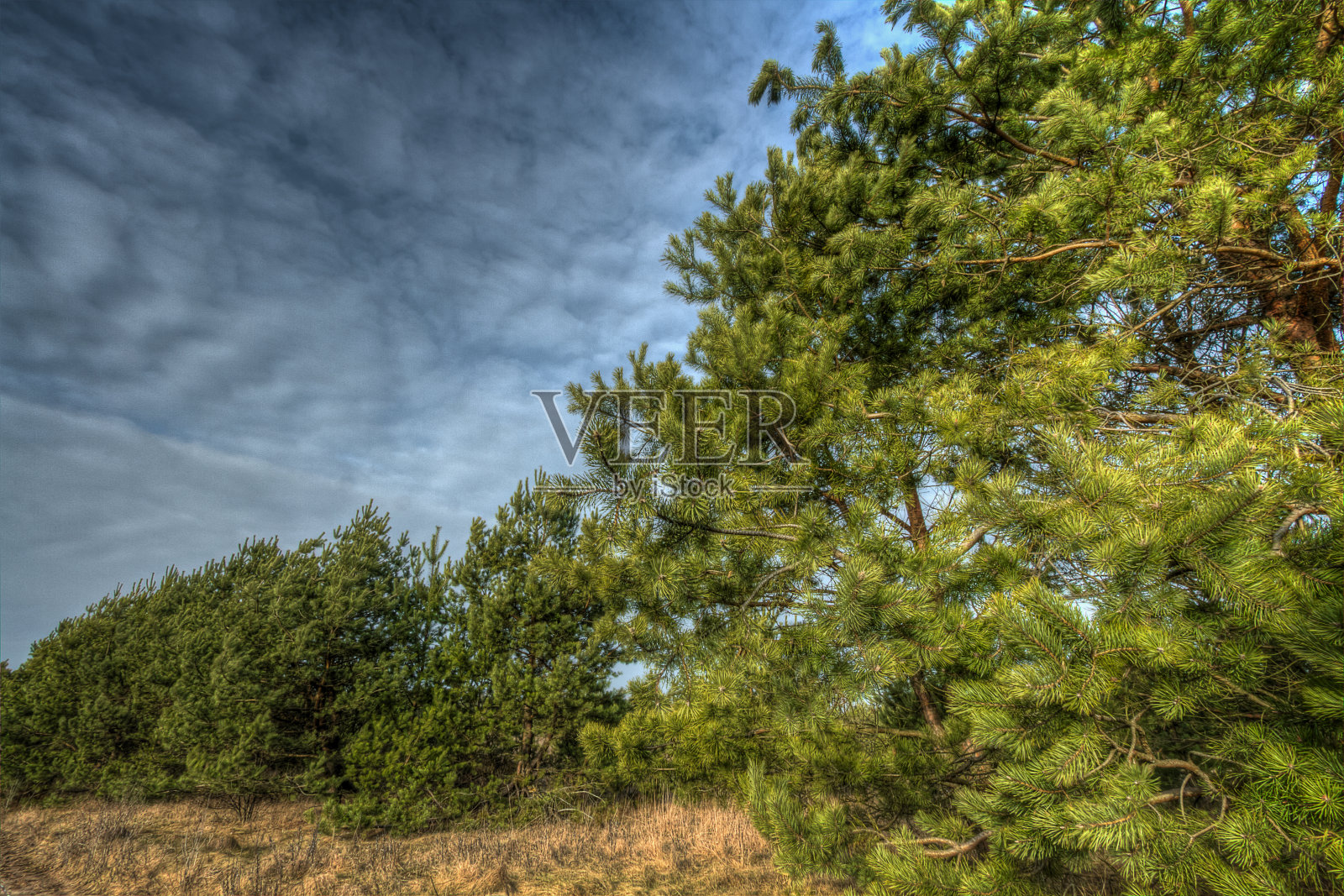 秋日风景在克尼琴原始森林，波兰欧罗巴的树木和草地蓝天白云照片摄影图片