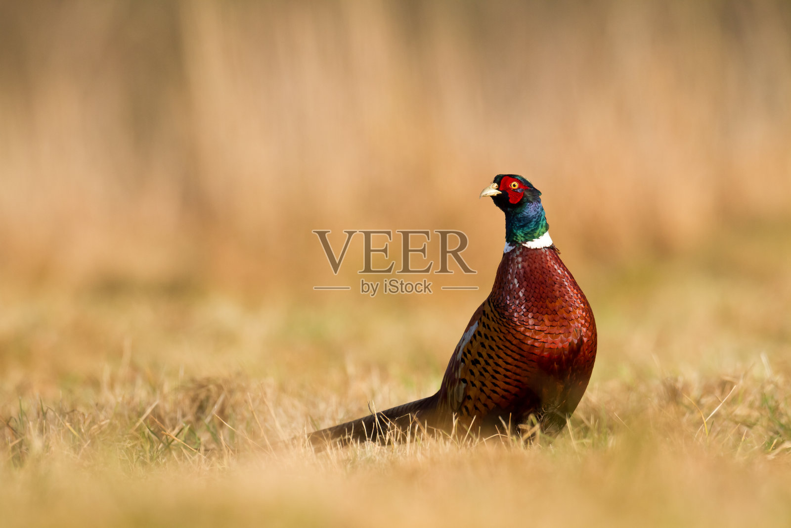 鸟-普通野鸡环颈野鸡，秋季野生动物，波兰，欧洲照片摄影图片
