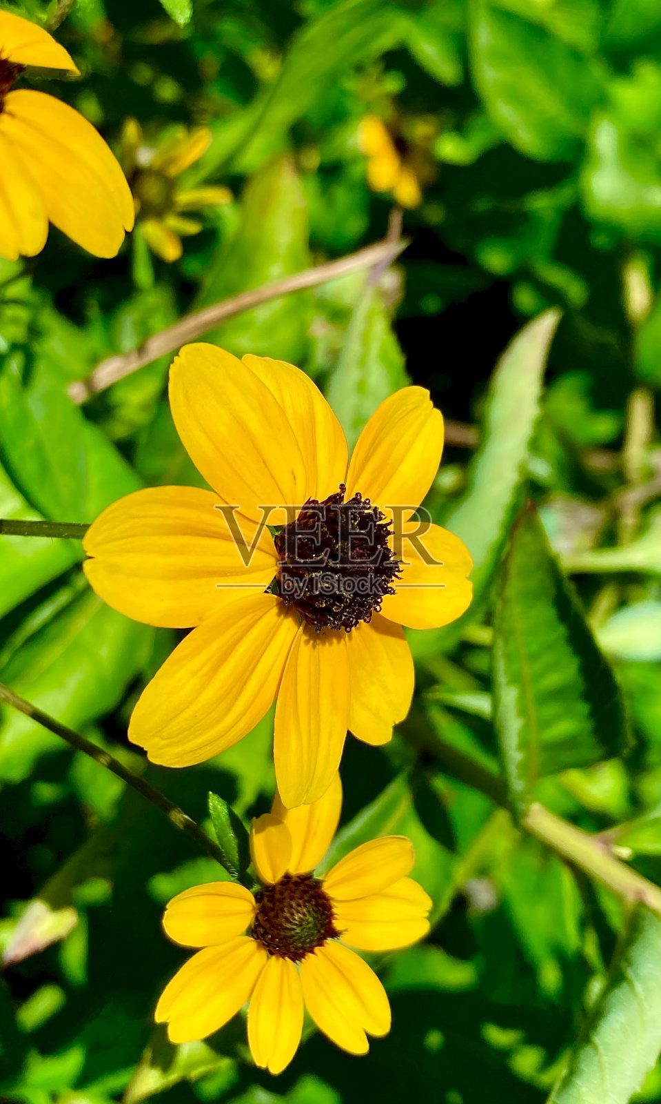黄色的花照片摄影图片