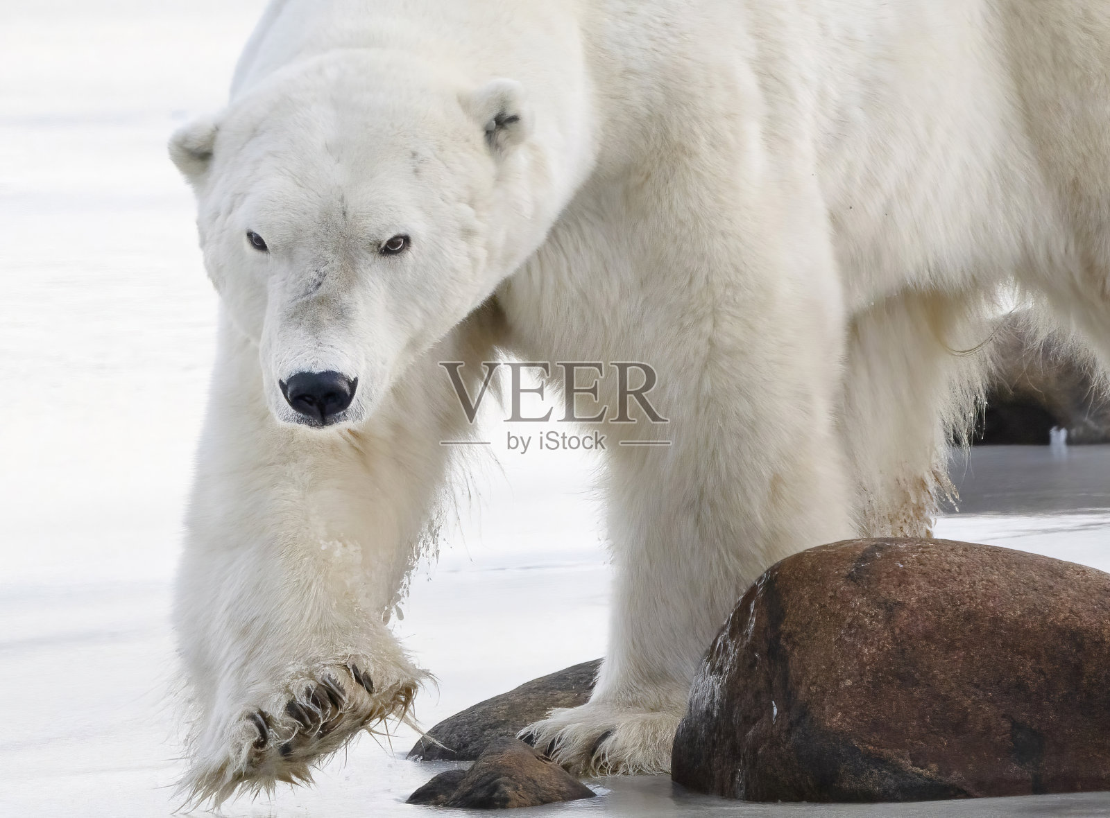 北极熊(Ursus maritimus)照片摄影图片