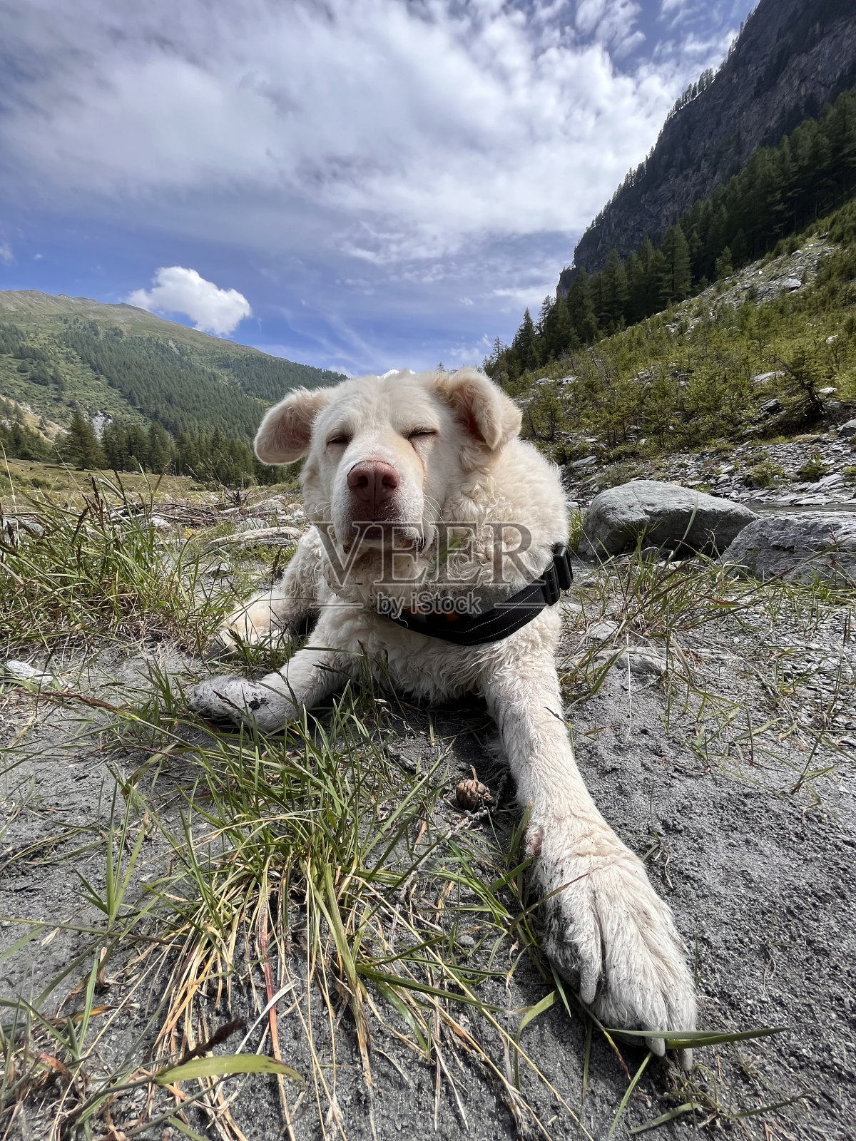 我的狗照片摄影图片
