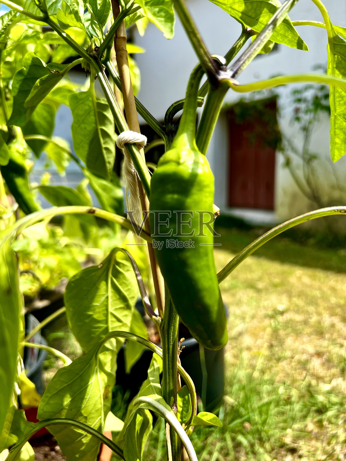 Pont et massnaire的花园照片摄影图片