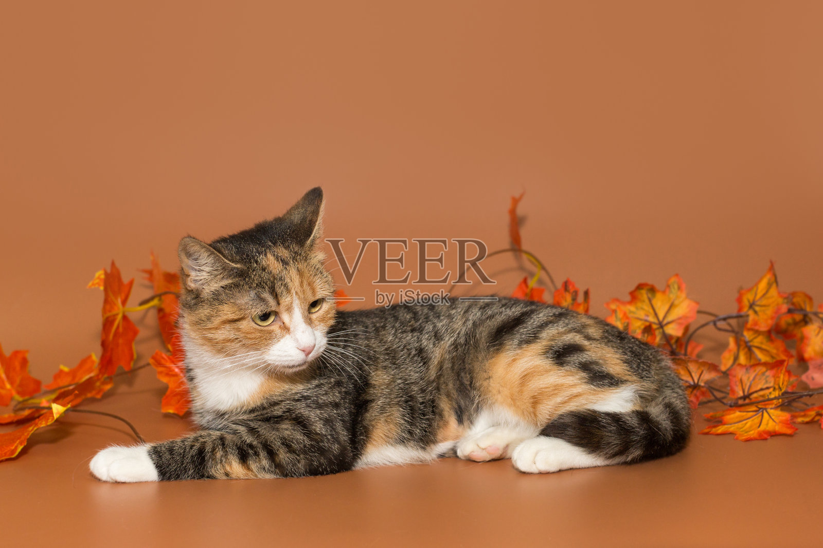 年轻的三色猫照片摄影图片