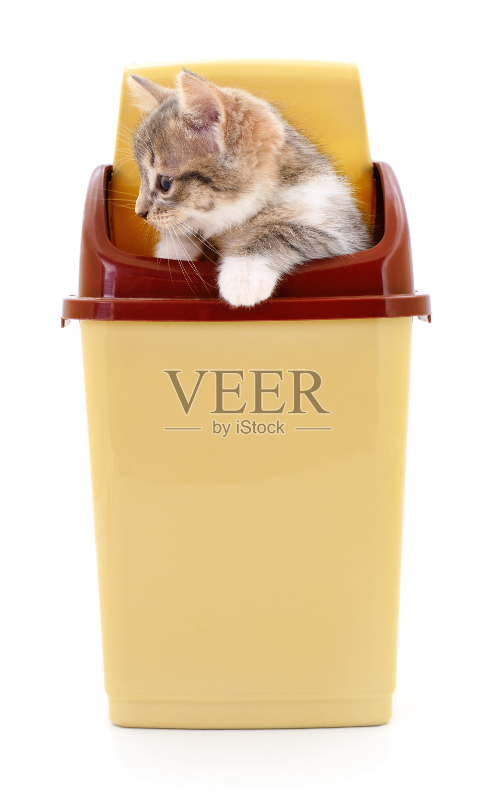 塑料容器里的小猫。照片摄影图片