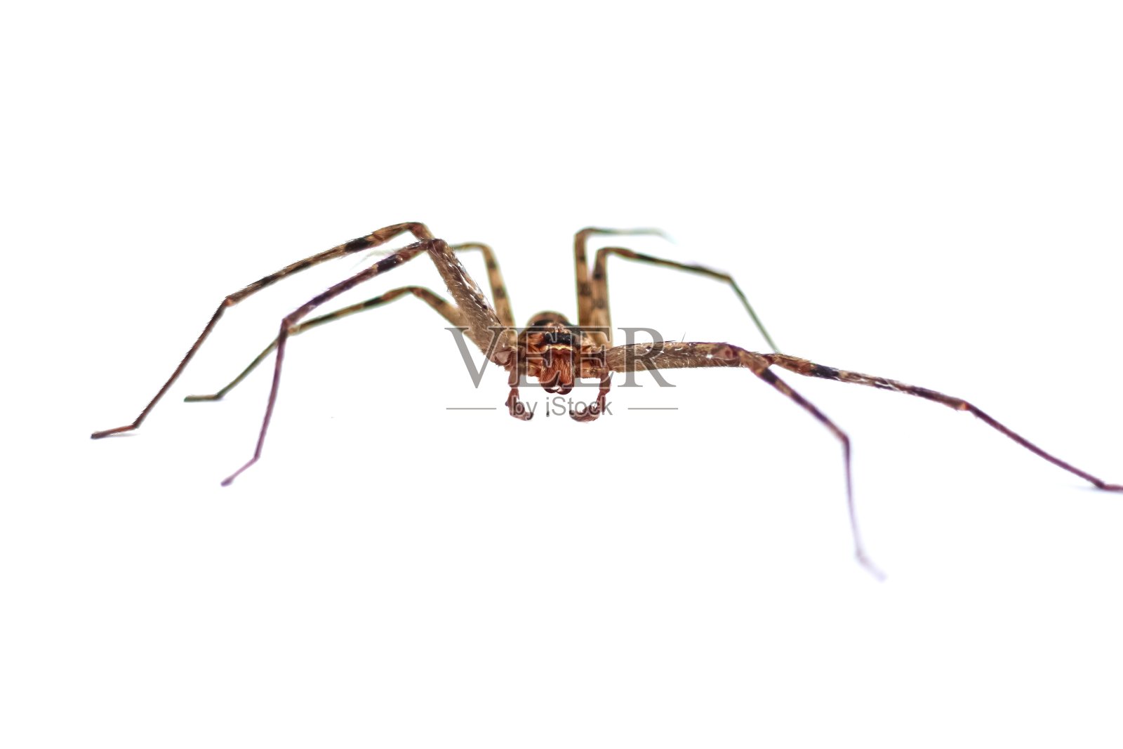 大蜘蛛棕色的白色背景与孤立的图片风格。照片摄影图片