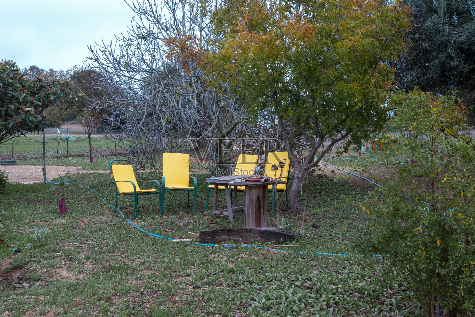 四把黄色的椅子放在一个荒凉的花园里照片摄影图片