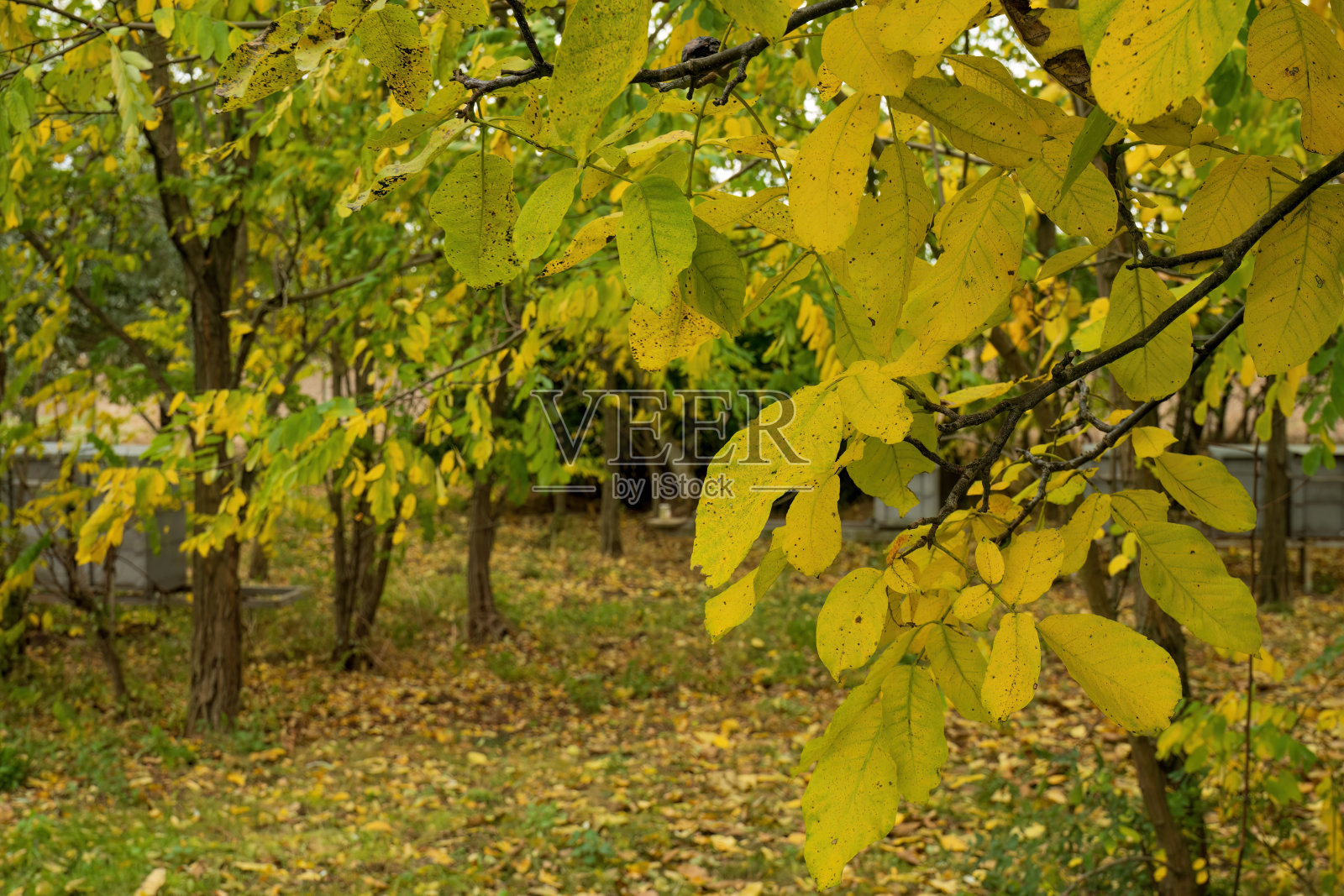 黄色的叶子在树上。照片摄影图片