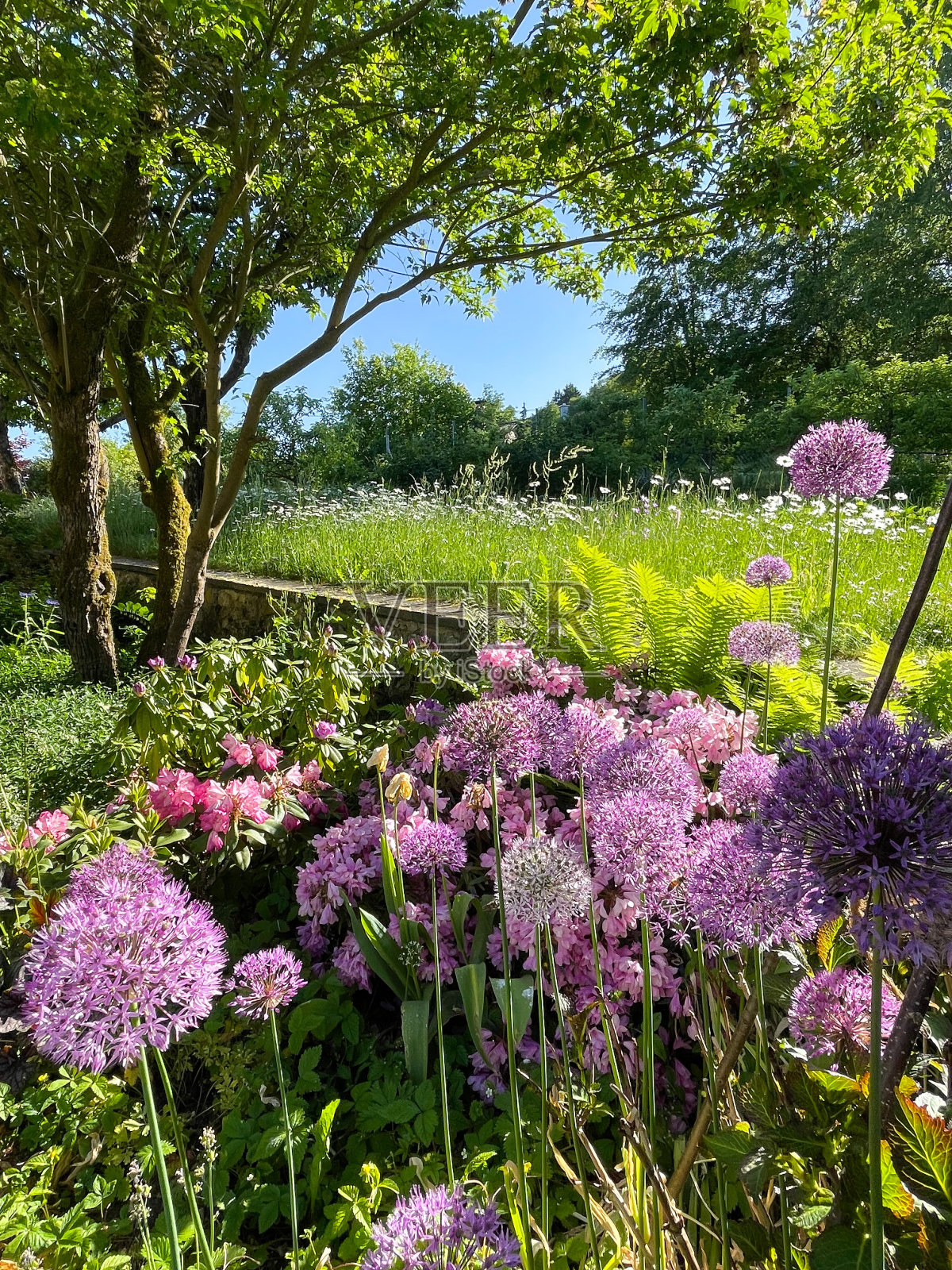 葱属植物花园照片摄影图片
