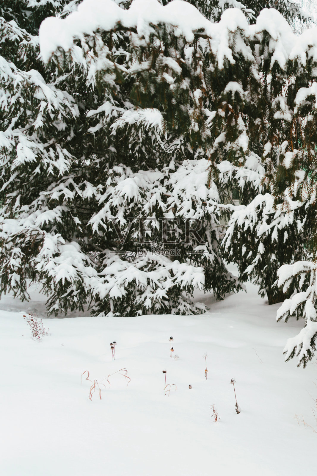 观赏城市街道公园的花木，一场降雪后的节日装饰照片摄影图片
