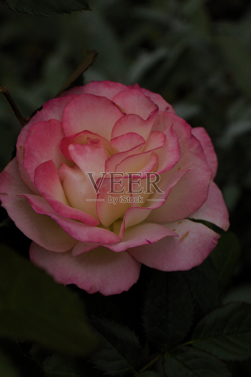 花园的花照片摄影图片