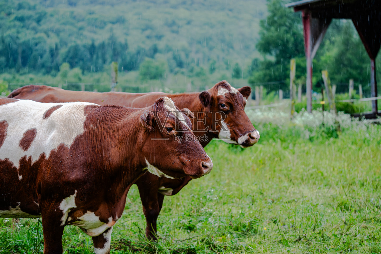 牛在山上的牧场上吃草照片摄影图片