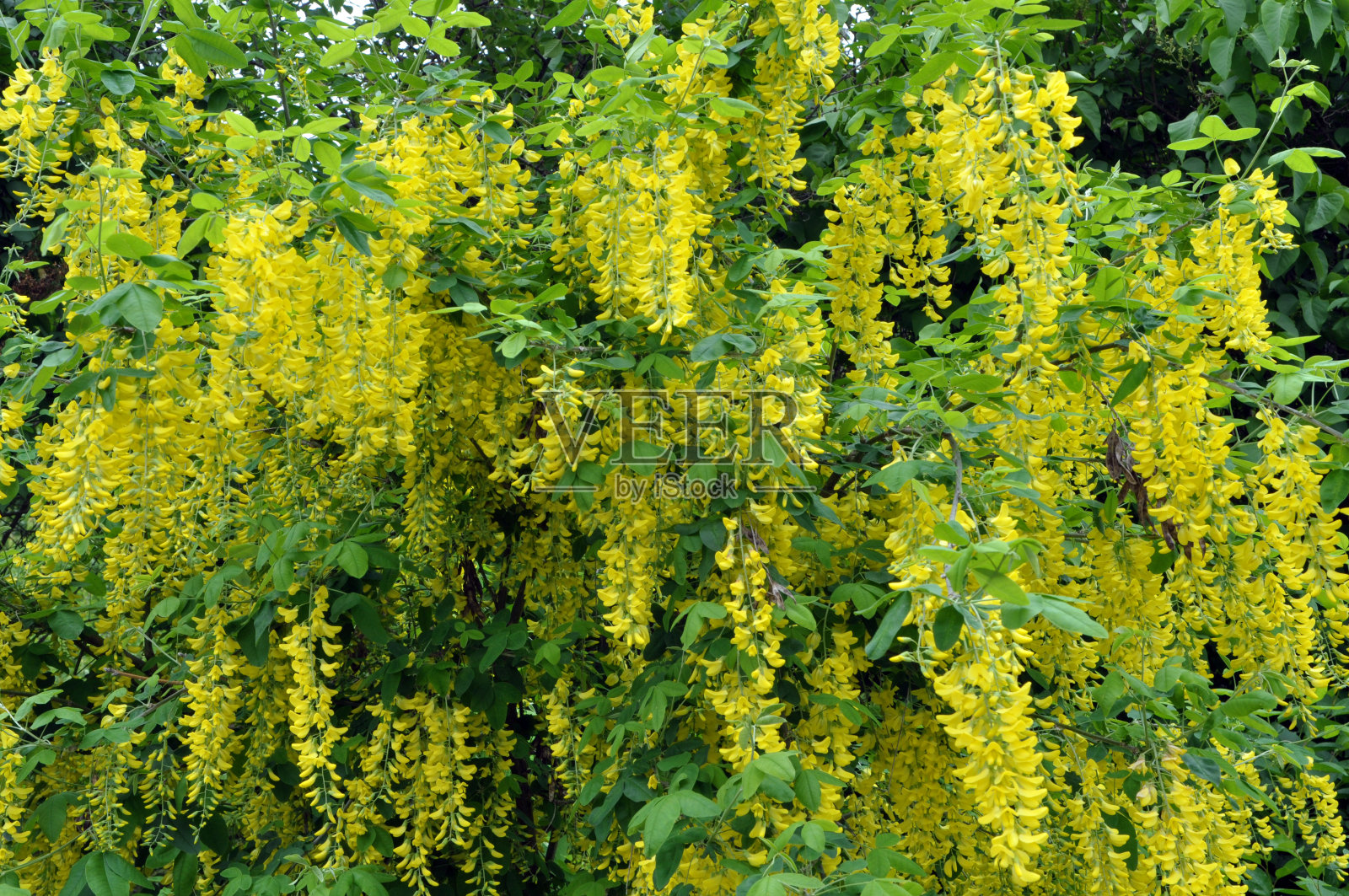 春天，金盏花在大自然中盛开照片摄影图片
