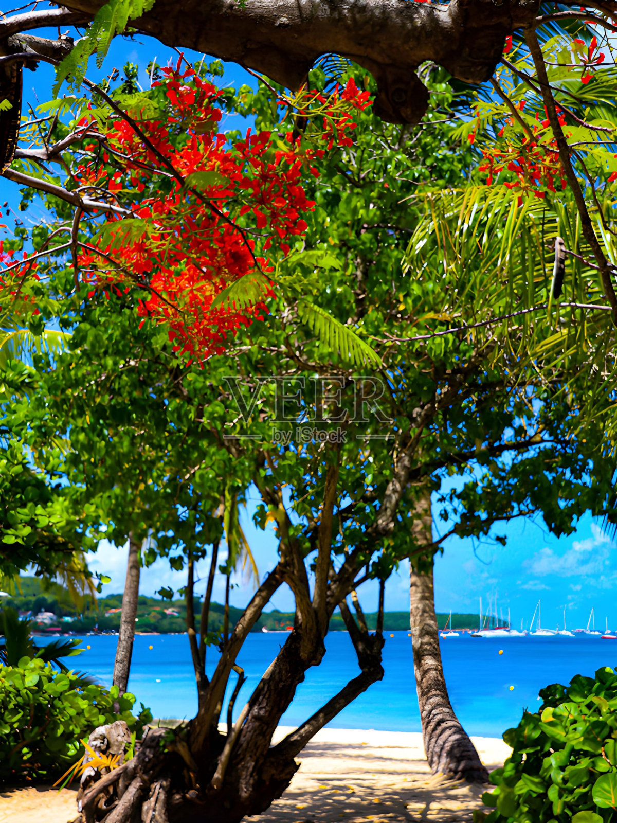 华丽的照片摄影图片