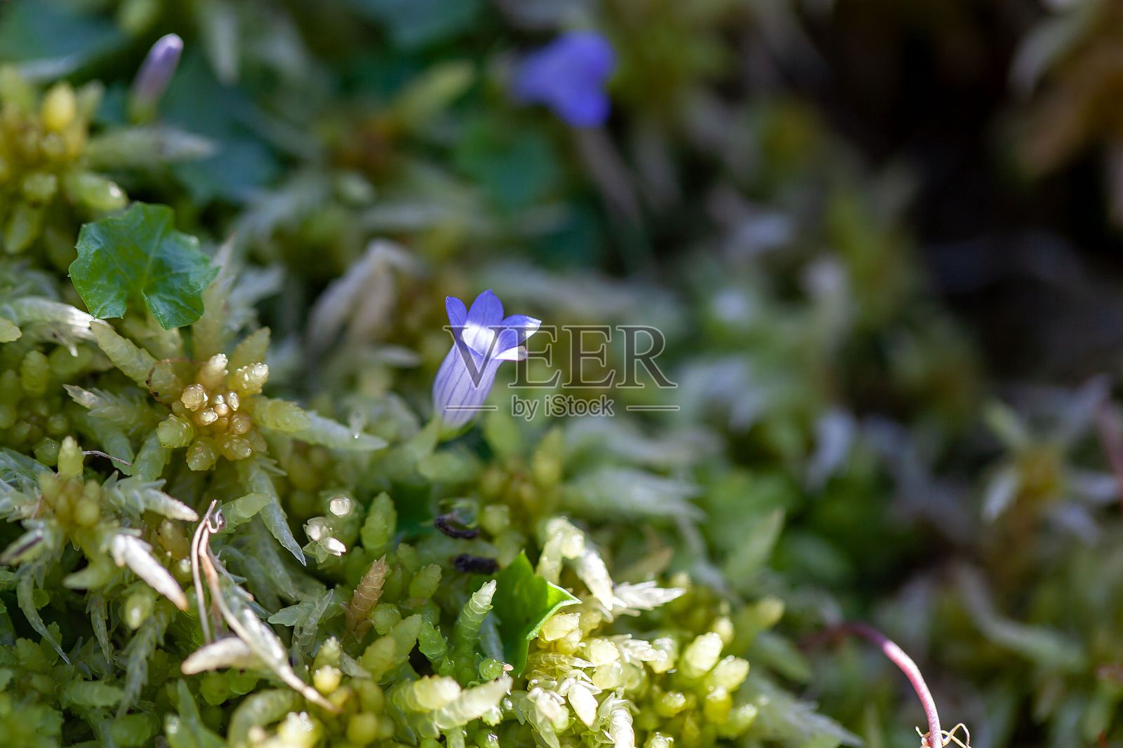 常青藤叶风铃花照片摄影图片