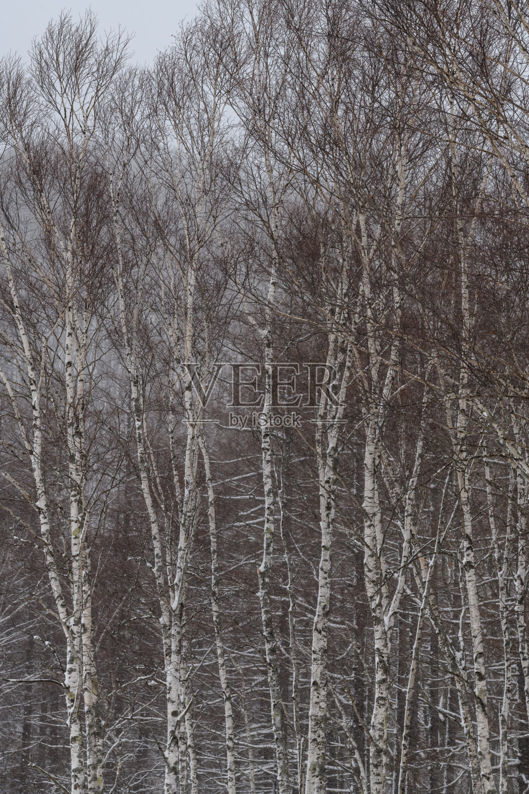 冬季的日光国家公园照片摄影图片