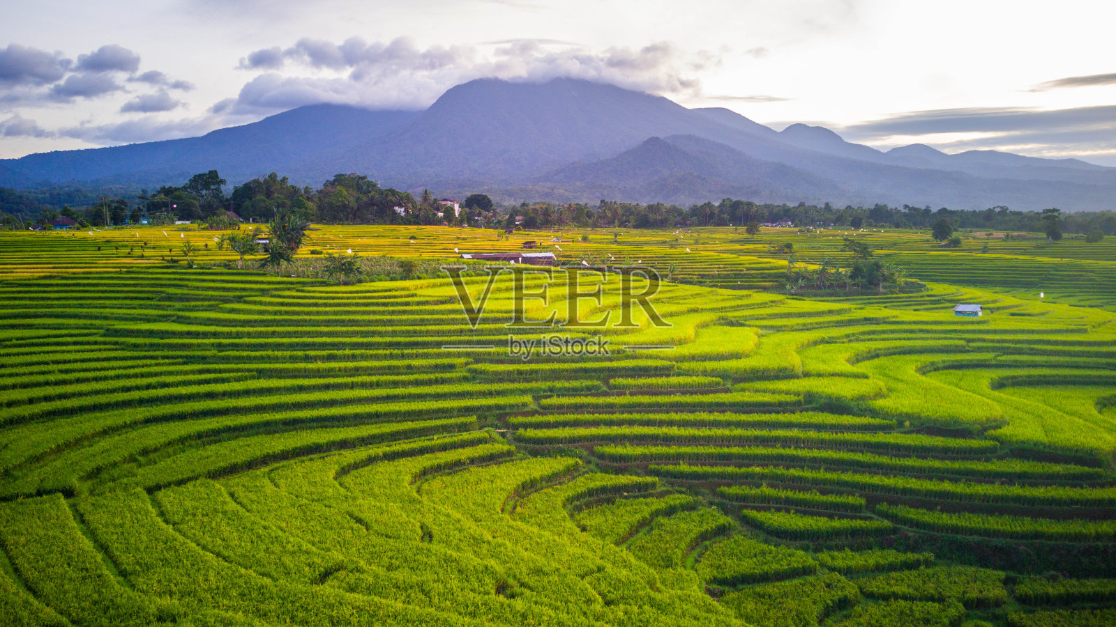美丽的晨景印度尼西亚全景景观稻田与美丽的色彩和天空自然光照片摄影图片