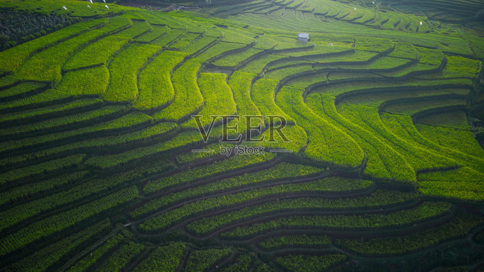 美丽的晨景印度尼西亚全景景观稻田与美丽的色彩和天空自然光照片摄影图片
