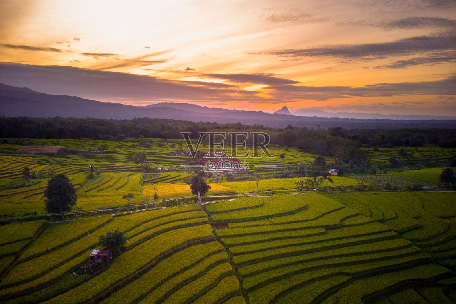 美丽的晨景印度尼西亚全景景观稻田与美丽的色彩和天空自然光照片摄影图片