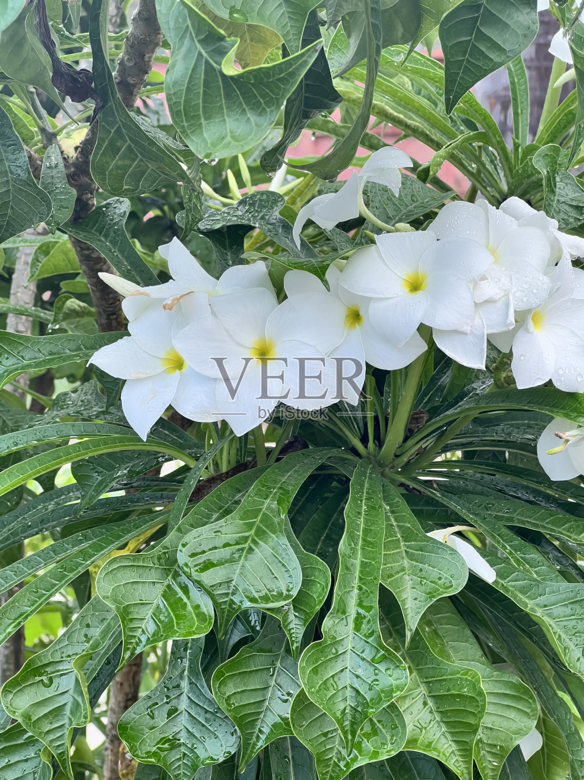 这些花是白色的，花心是黄色的。照片摄影图片