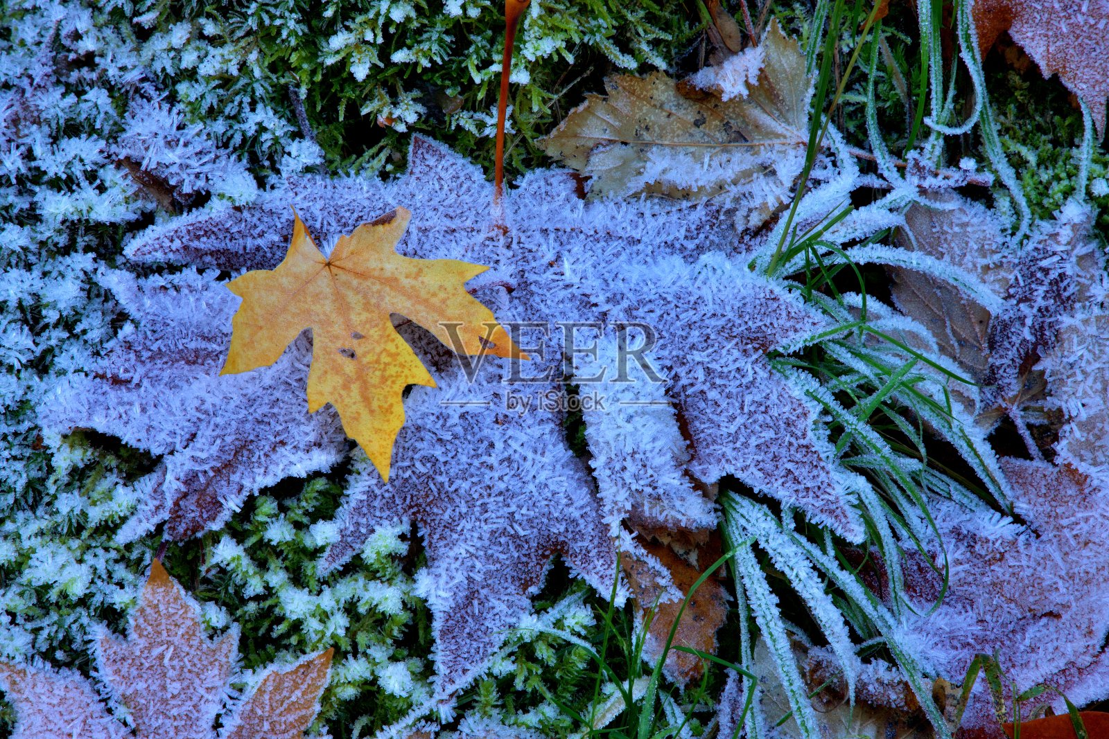 秋天的颜色照片摄影图片