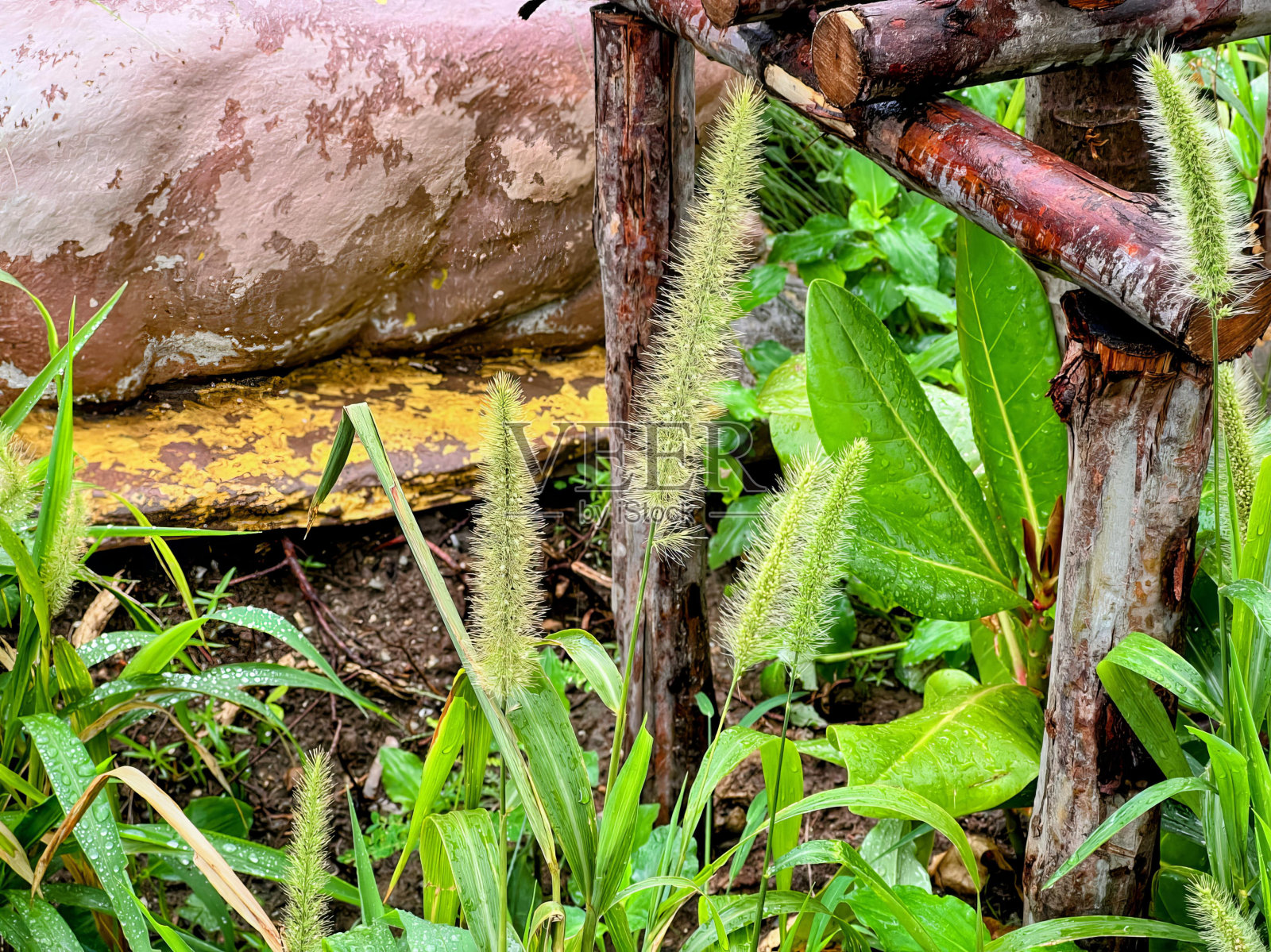 水从生锈的管子里冒出来。照片摄影图片