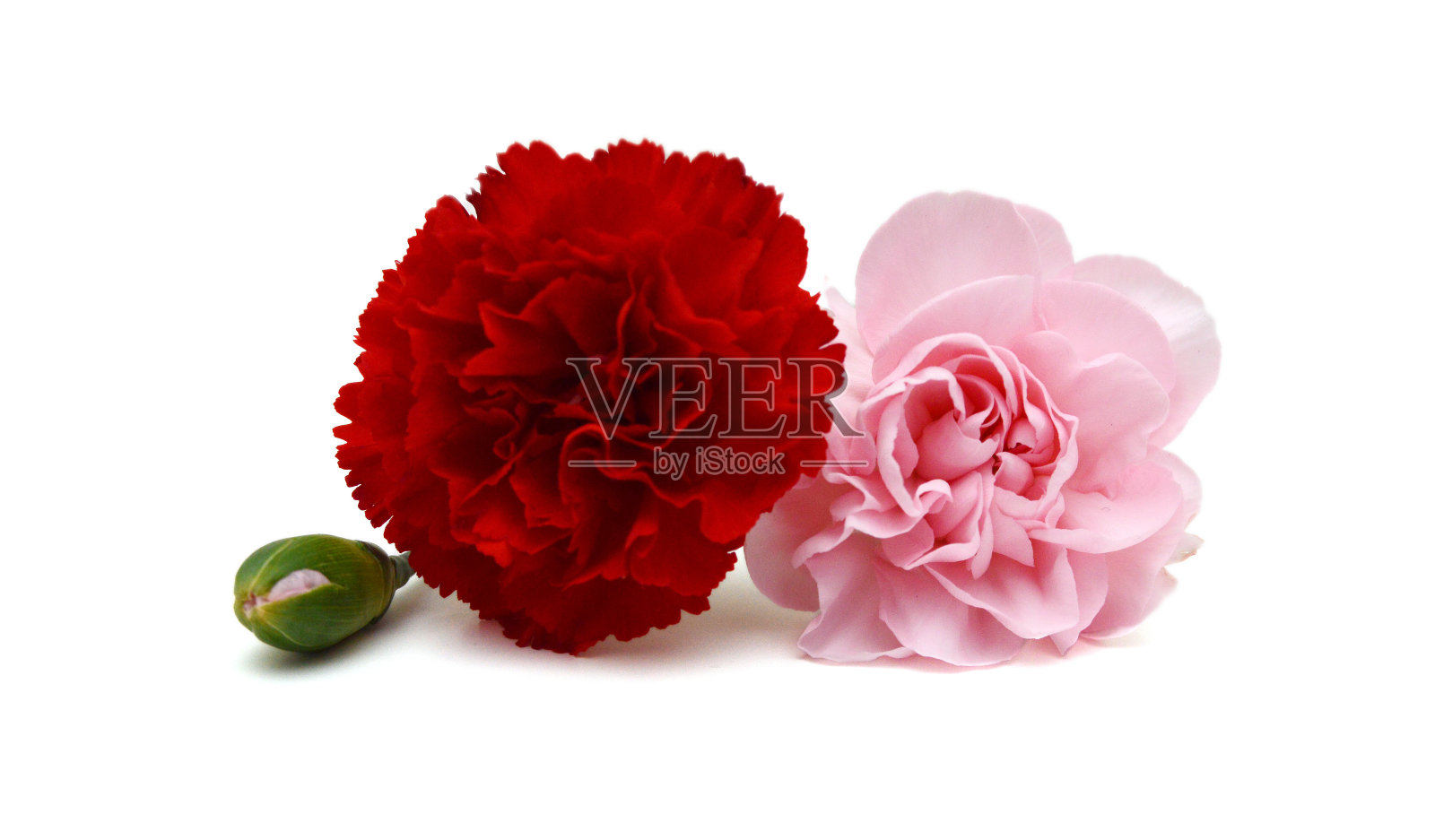 堆栈康乃馨花在白色的背景照片摄影图片