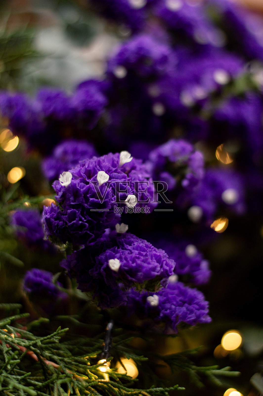 叶子带花照片摄影图片