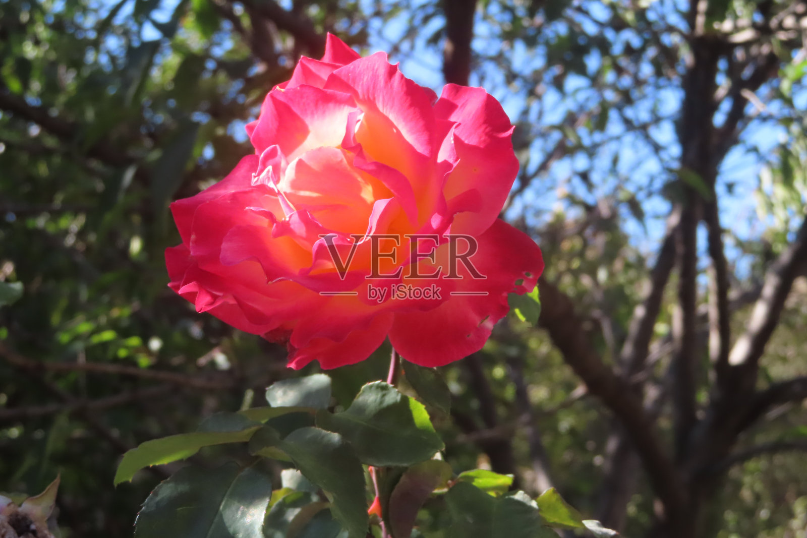 玫瑰照片摄影图片