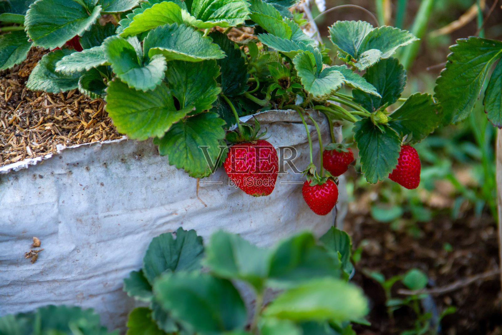 新鲜成熟的草莓在树枝上照片摄影图片