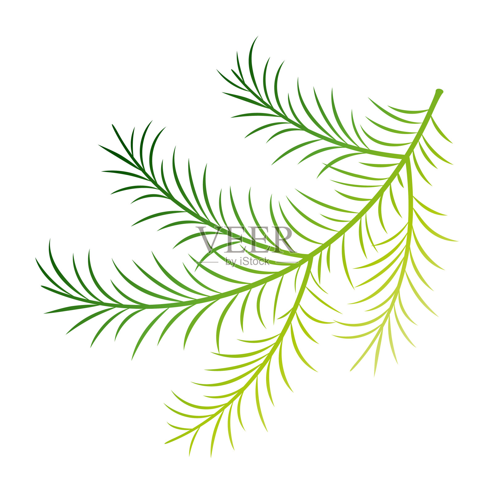 青翠杉木枝，圣诞佳节设计插画图片素材