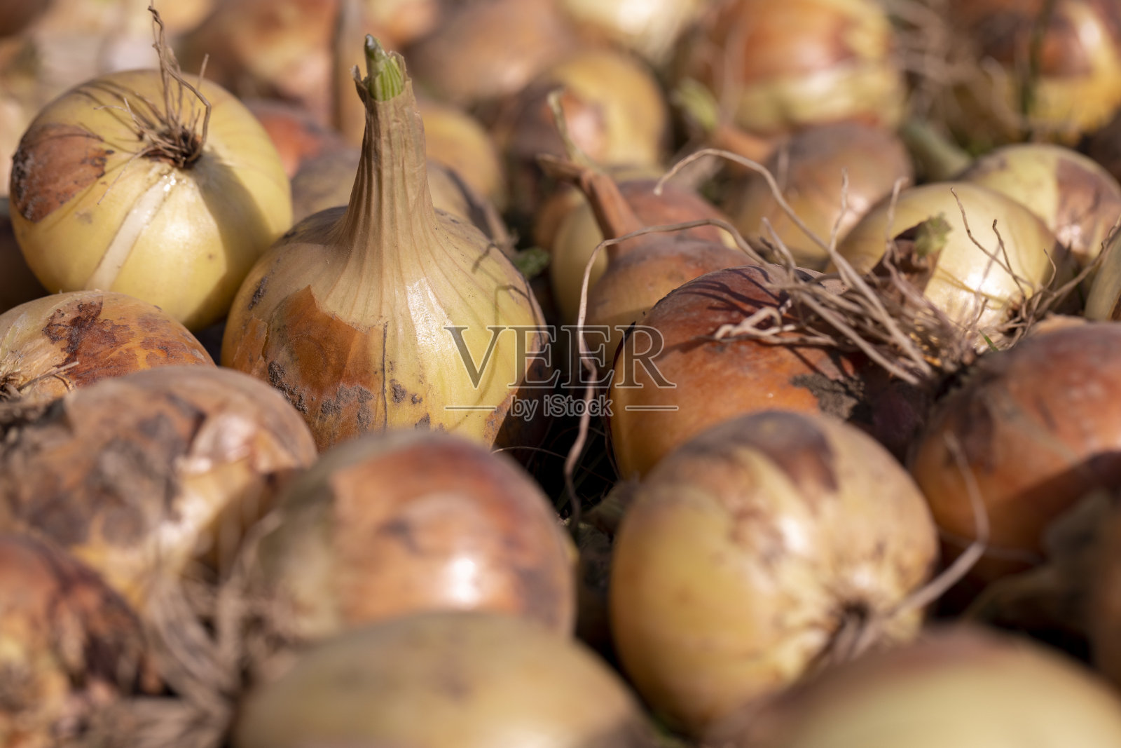 洋葱收获期间在花园里晾晒照片摄影图片