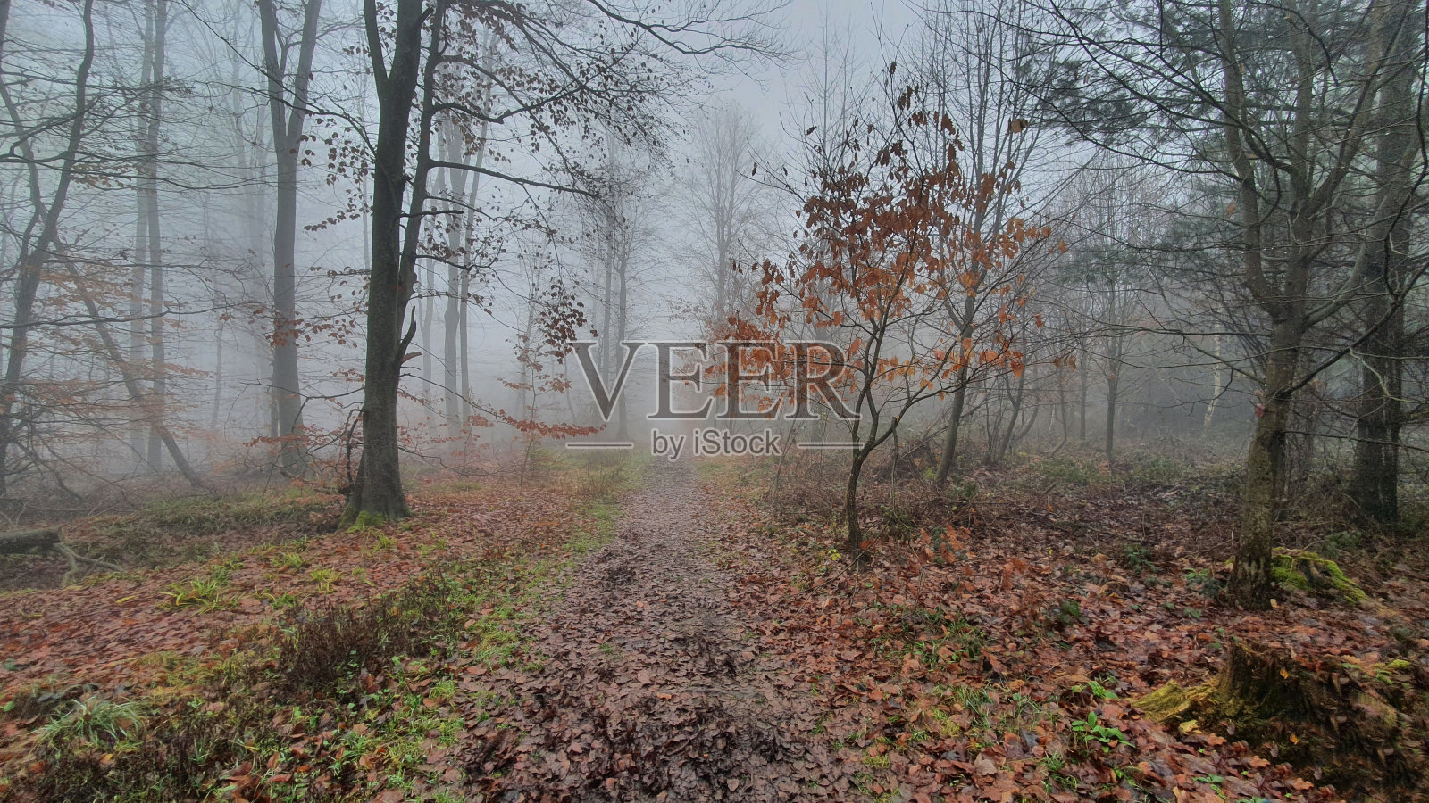 秋日迷雾笼罩下的奇妙森林照片摄影图片