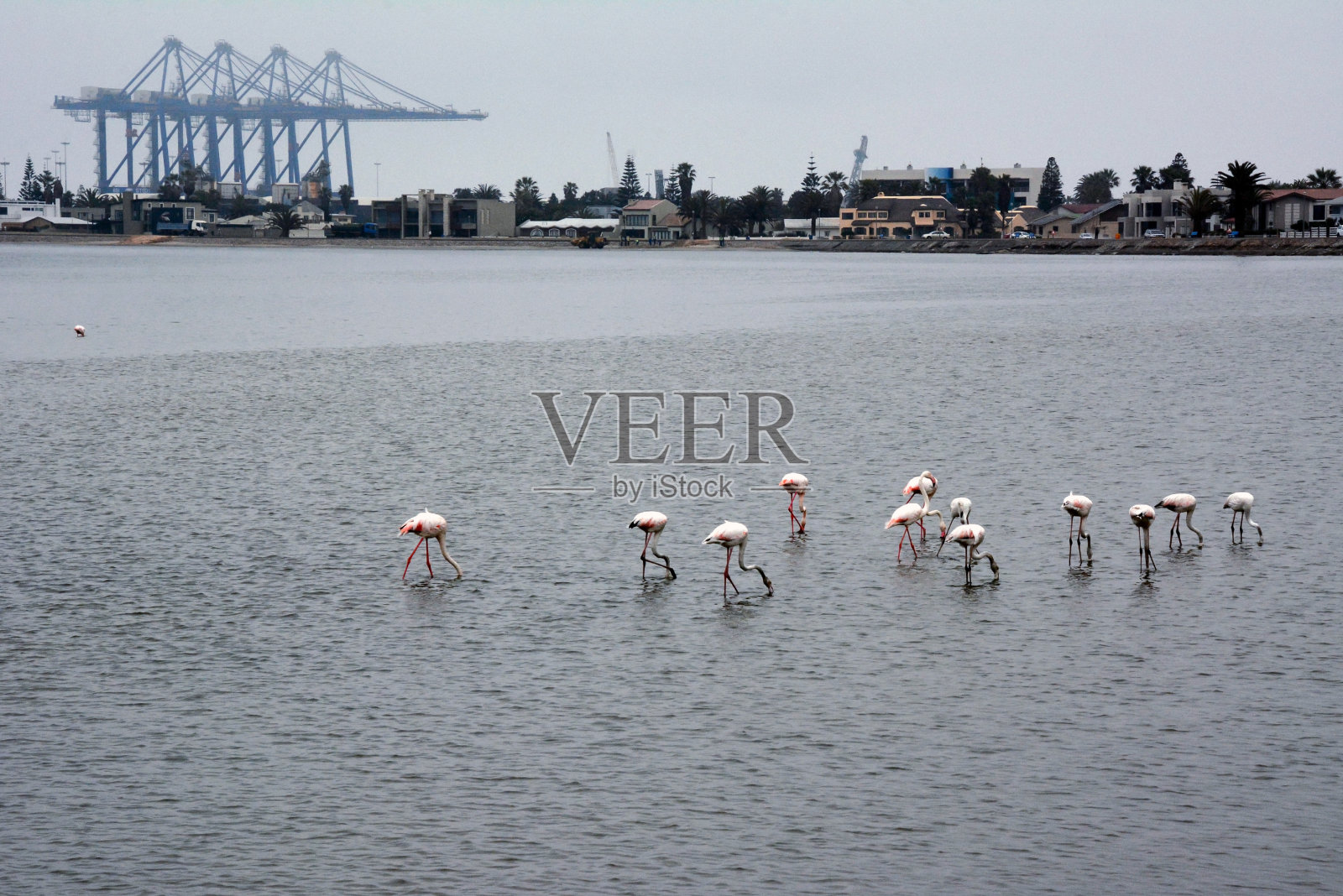 一群粉红色的火烈鸟在海水上漫步。背景是港口起重机和港口建筑照片摄影图片