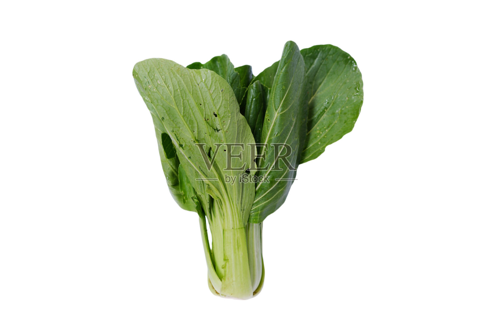 油菜。被称为白菜，白菜或薄菜。大白菜是中国白菜的一种，用作食物。照片摄影图片