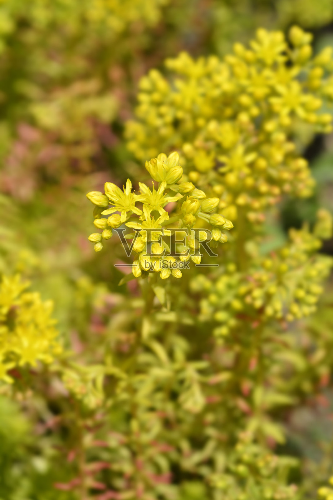 安吉丽娜照片摄影图片