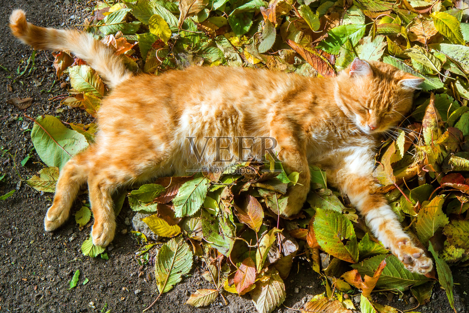 一只猫睡在一堆秋叶上。照片摄影图片