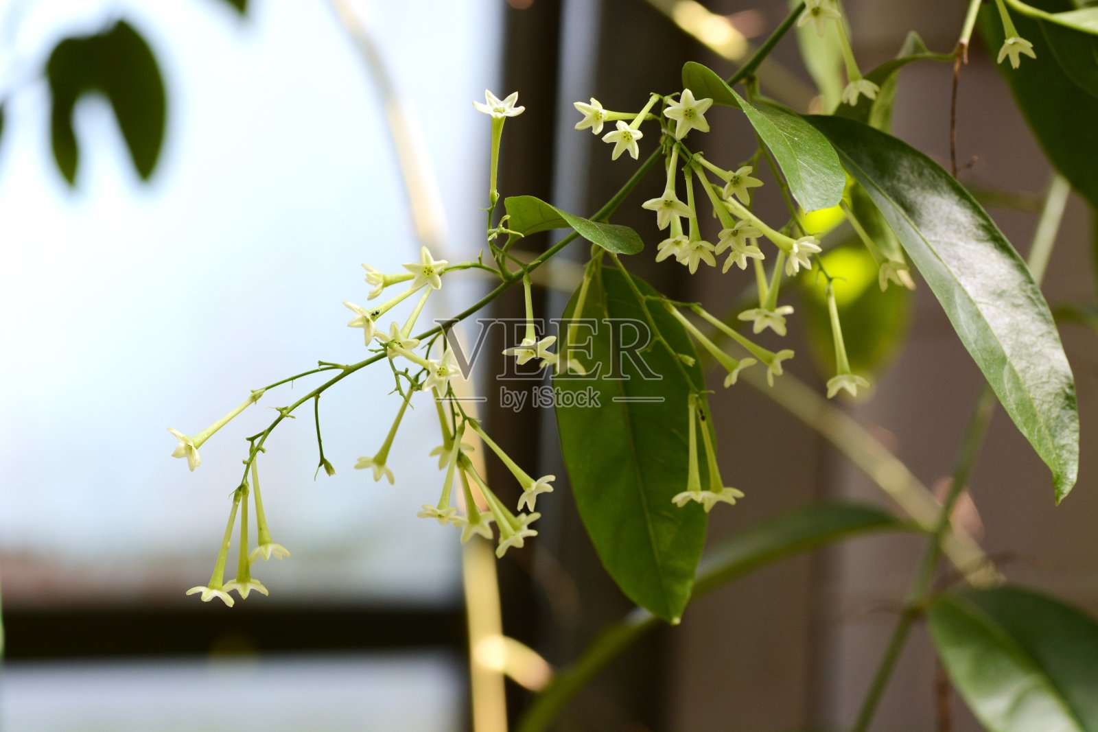 夜之女神/夜茉莉花。茄科常绿热带灌木。花在晚上开花，散发出浓郁的香味。照片摄影图片