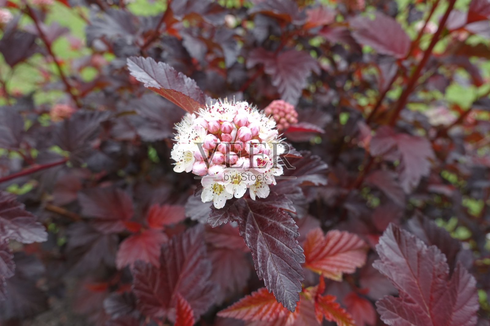 五月，紫色叶的小白花和芽照片摄影图片