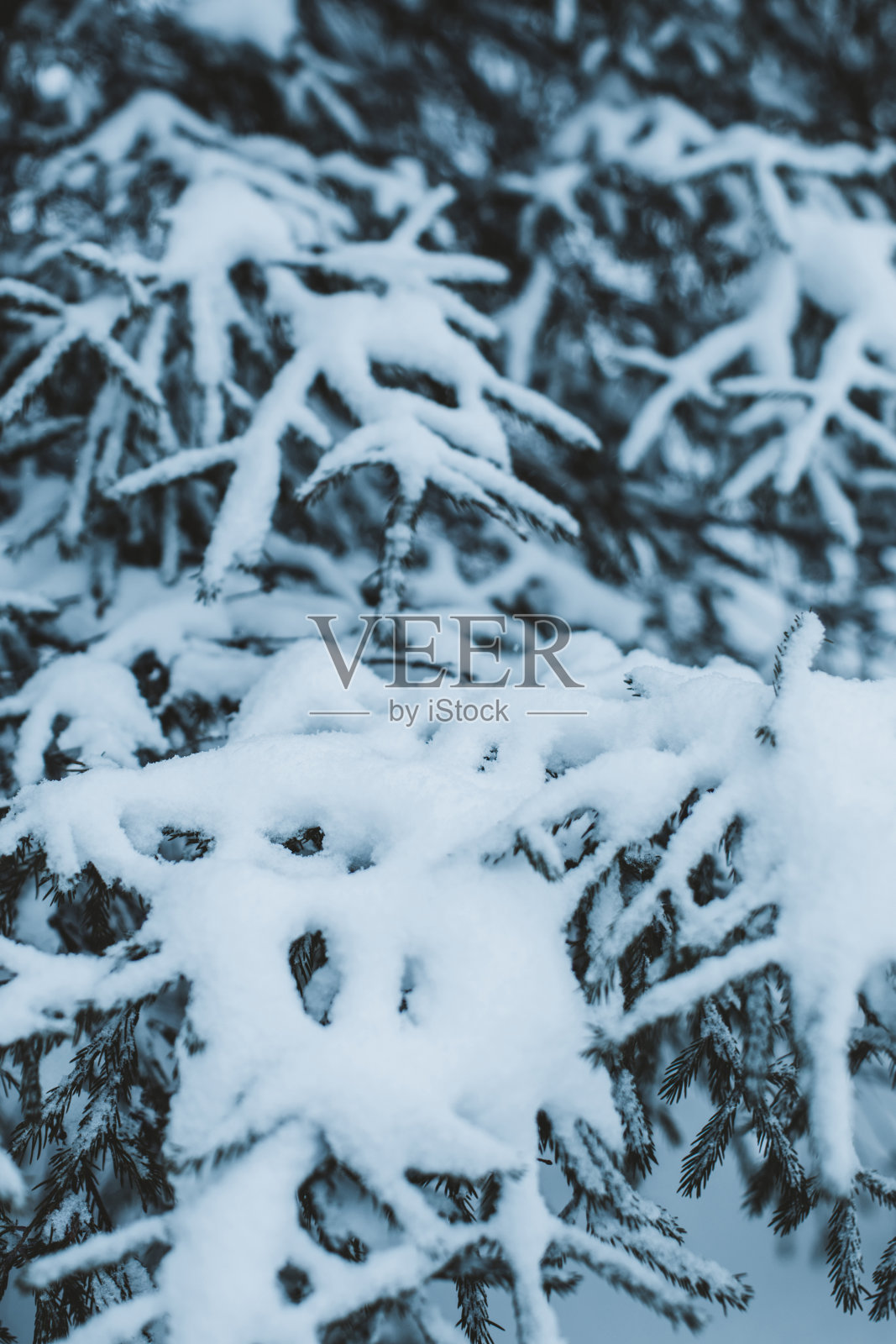 大自然的美。在冬天，森林或公园里的冷杉树枝上覆盖着白色蓬松的雪。照片摄影图片