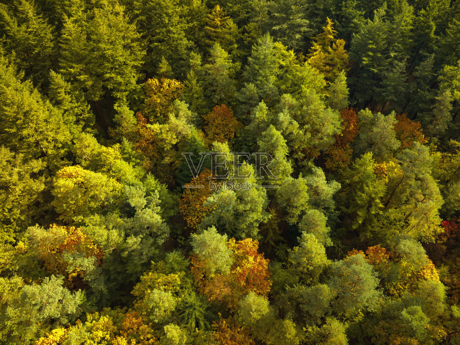 从上面看，秋天的森林里有五颜六色的树叶照片摄影图片