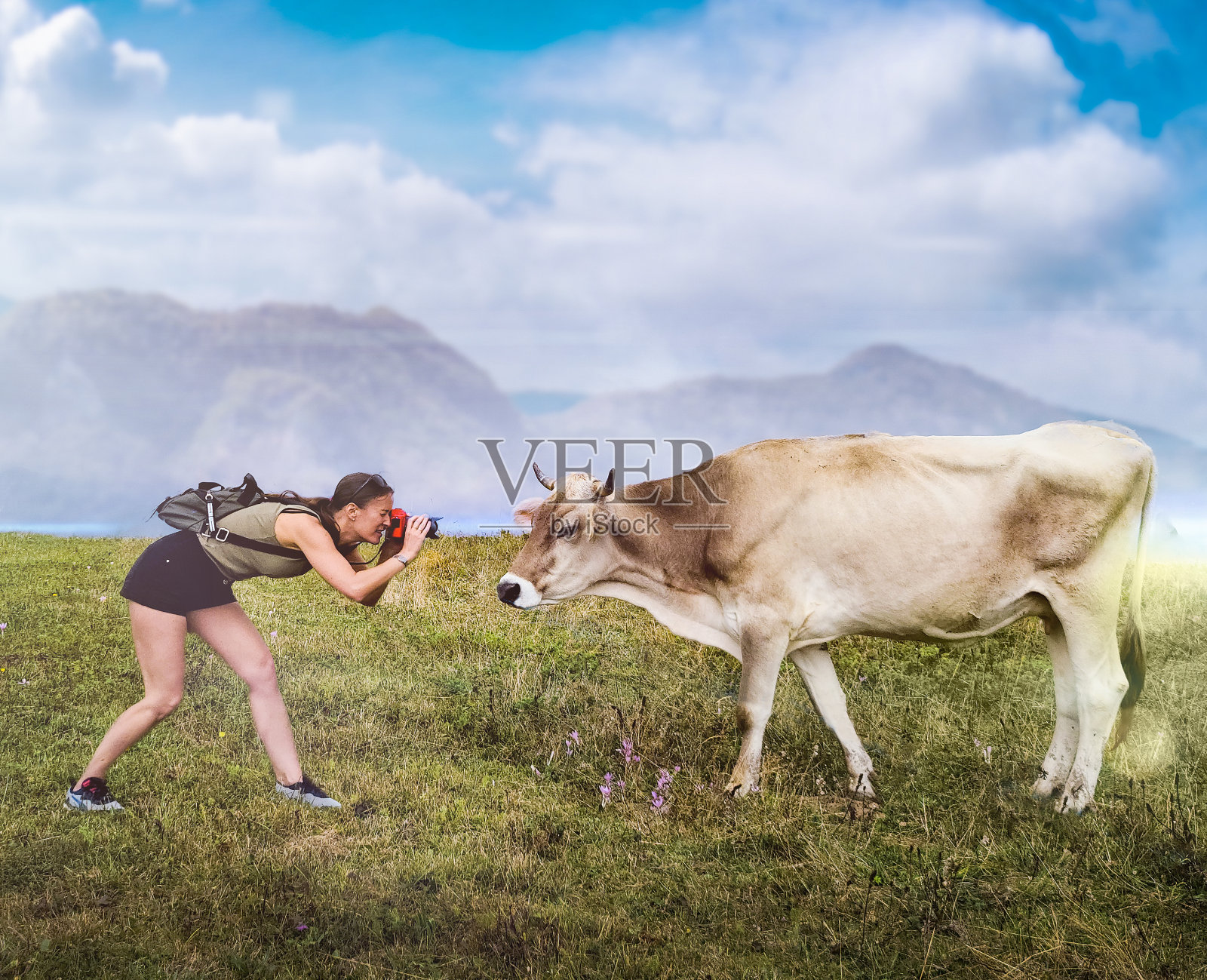 年轻女子正在给一头奶牛拍特写照片摄影图片