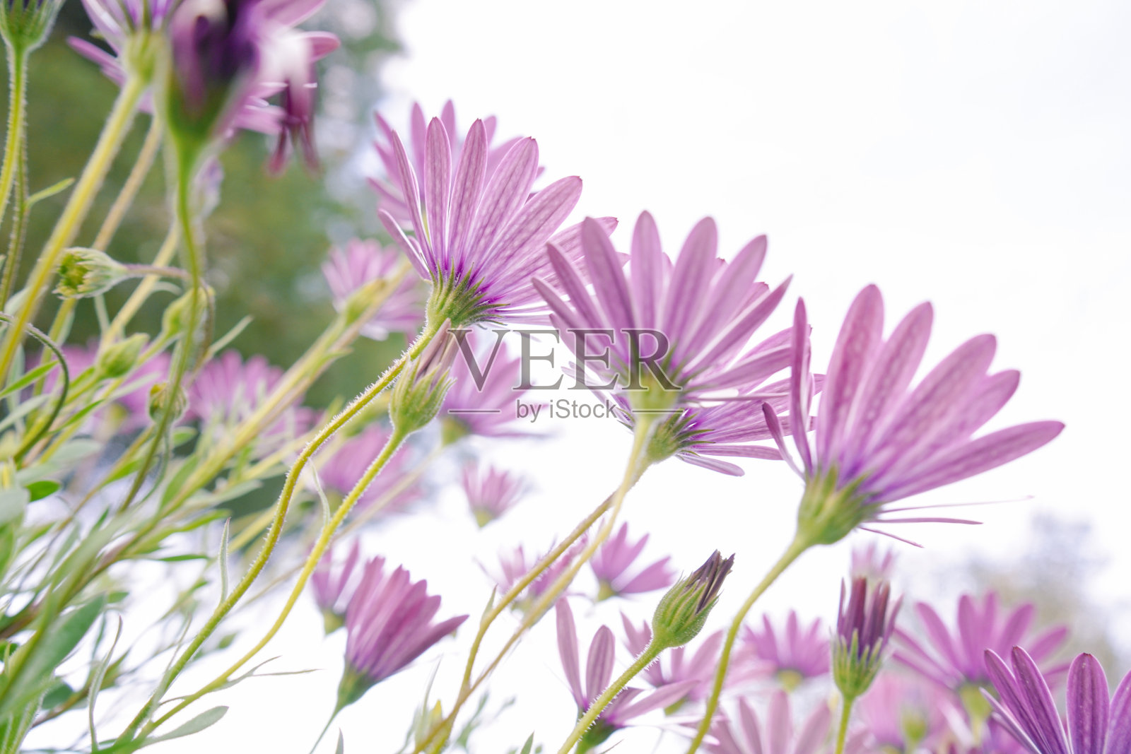 低视角的一个美丽的春天的花朵形象对着天空照片摄影图片