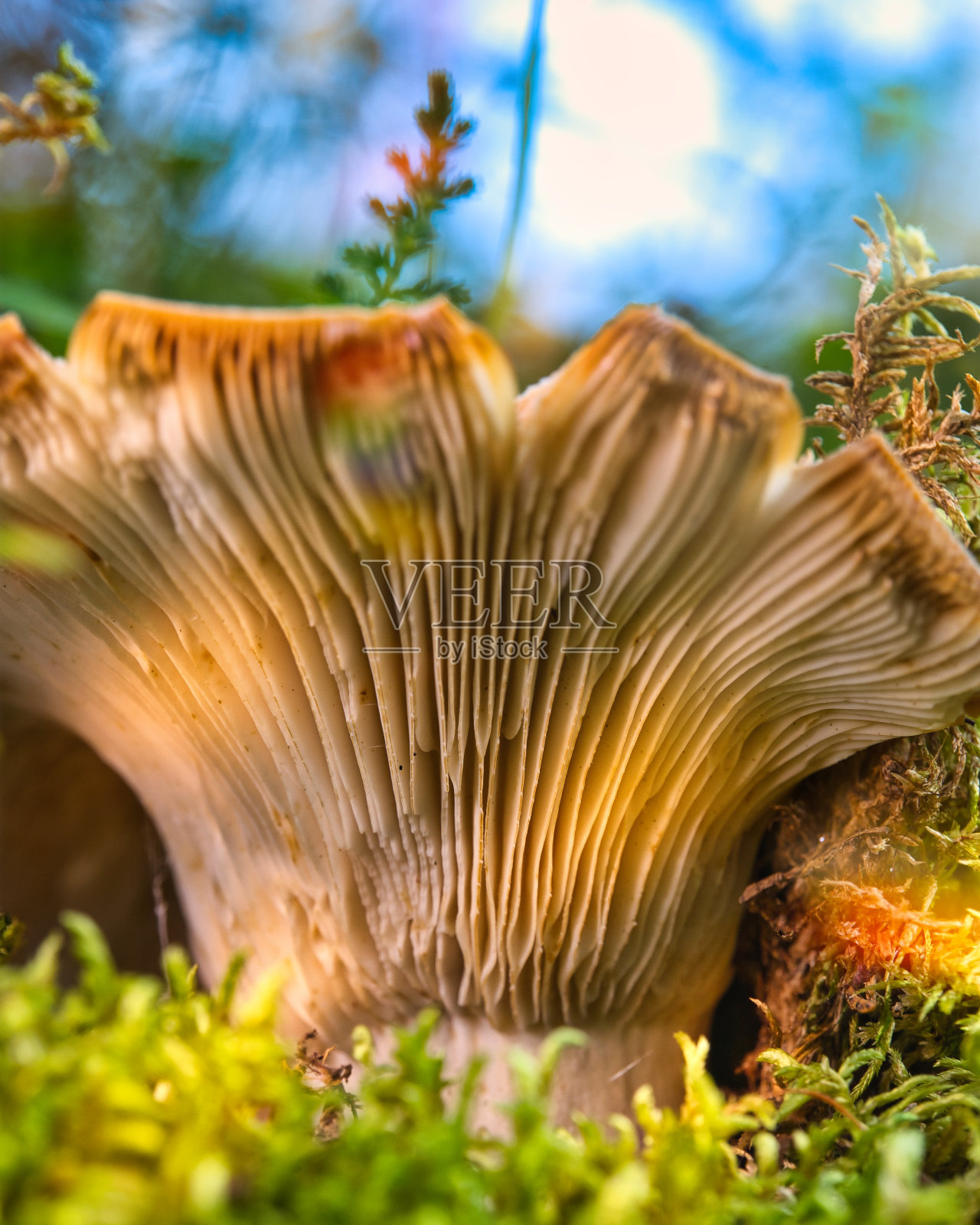 图林根森林里的秋蘑菇照片摄影图片