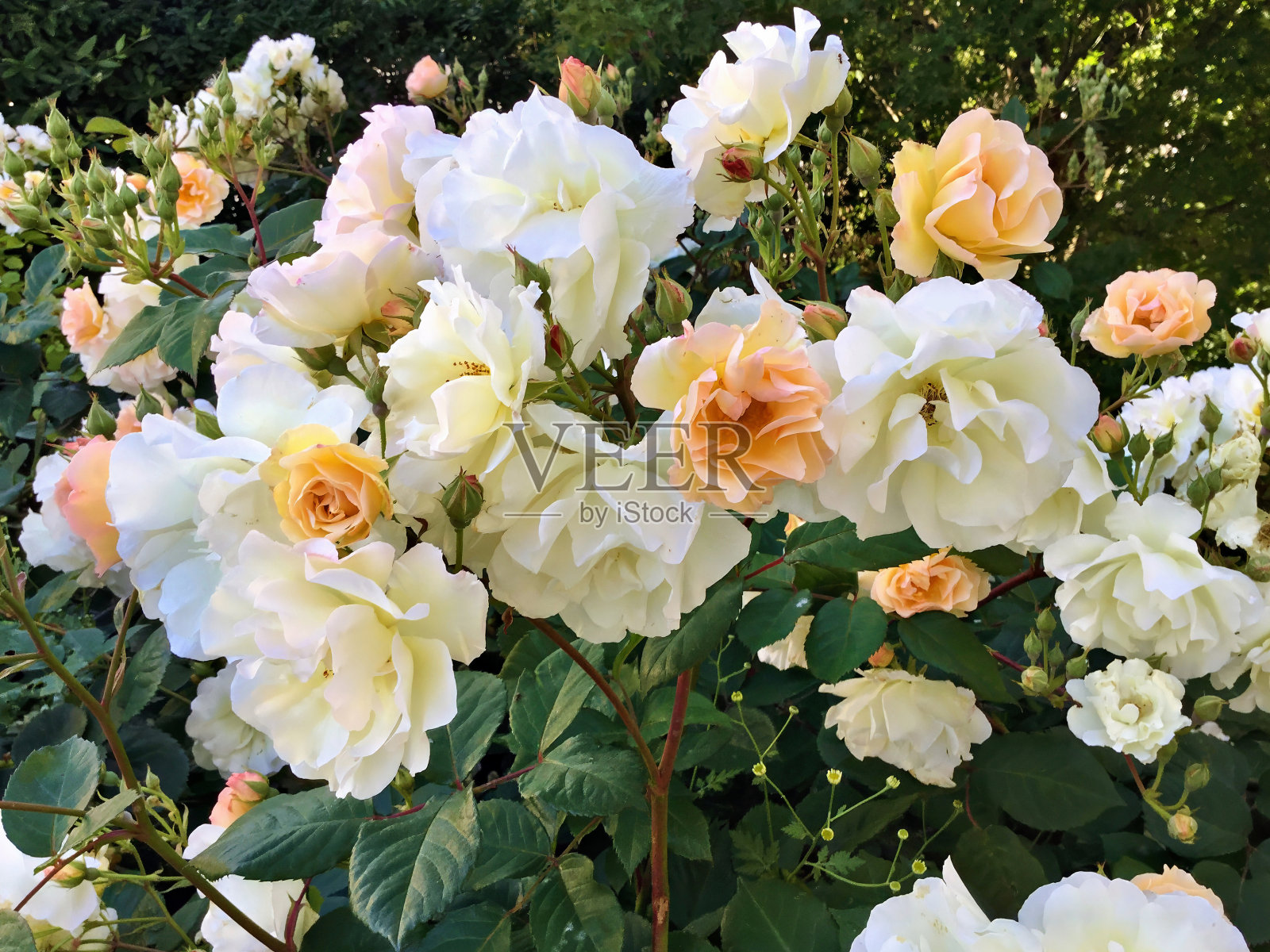 色彩鲜艳的玫瑰照片摄影图片