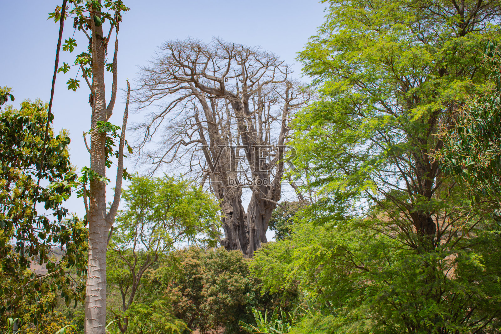 25米高木棉(Ceiba pentandra)的树干和支撑根，佛得角/佛得角最高的树木照片摄影图片